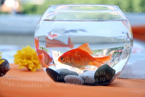 10 поводов завести рыбок