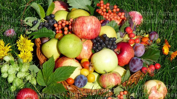 плодово ягодные деревья и кустарники