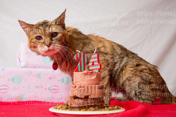 Содержание пожилой кошки