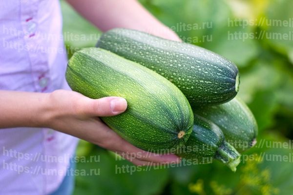 Как сохранить кабачки до весны