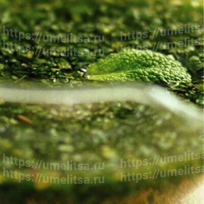 Мятный соус