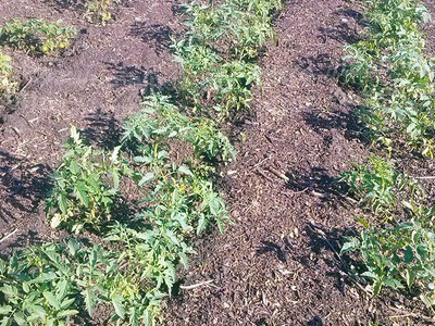 Как посадить рассаду помидоров в открытый грунт