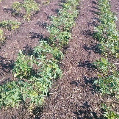 Как посадить рассаду помидоров в открытый грунт