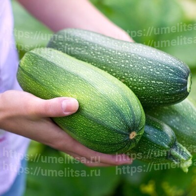 Свежие кабачки до весны