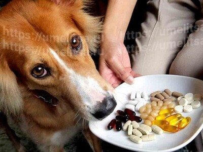Витаминные добавки для собак. Роскошь или необходимость?