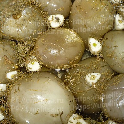 Зелёные бочковые помидоры