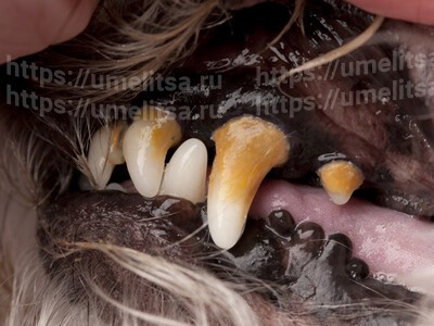 Зубной камень у собак. Причины и последствия его появления.