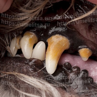 Зубной камень у собак. Причины и последствия его появления.